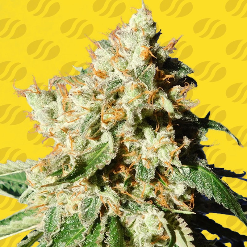 BLUEBERRY COOKIES AUTO · Original Sensible Seeds · sementes de maconha · AutoFem