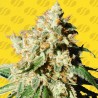 BLUEBERRY COOKIES AUTO · Original Sensible Seeds · sementes de maconha · AutoFem