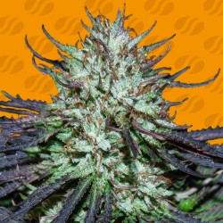 BLUEBERRY GHOST OG ·...