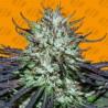 BLUEBERRY GHOST OG · Original Sensible Seeds · graines de cannabis · Fem