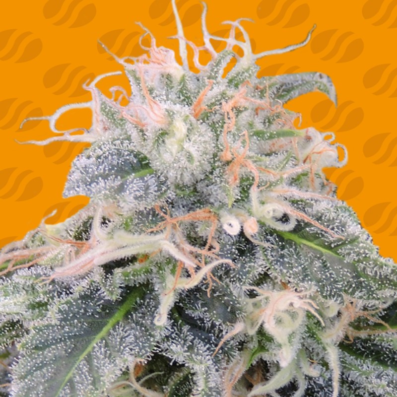 BLACK GHOST OG · Original Sensible Seeds · sementes de maconha · Fem
