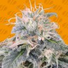 BLACK GHOST OG · Original Sensible Seeds · kenevir tohum · Disi · Fem