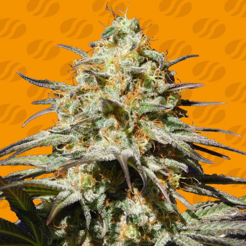 BLACK ORCHID · Original Sensible Seeds · kenevir tohum · Disi · Fem