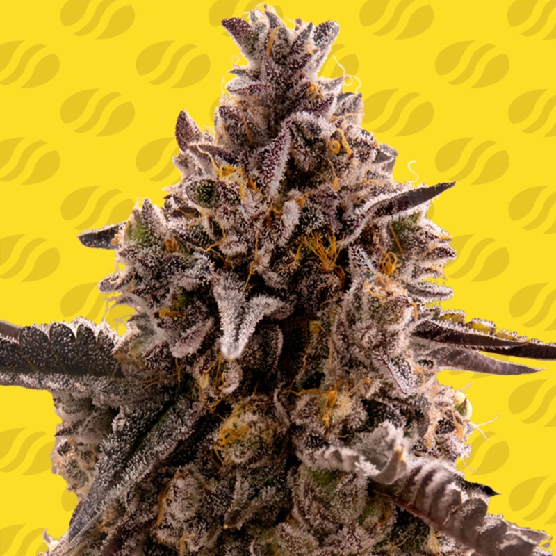 BLACK ORCHID AUTO · Original Sensible Seeds · sementes de maconha · AutoFem