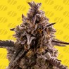 BLACK ORCHID AUTO · Original Sensible Seeds · kenevir tohum · Disi · AutoFem