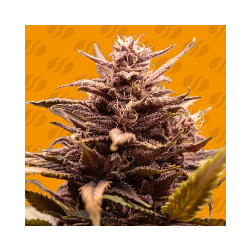 BLACKWATER · Original Sensible Seeds · kaufen cannabis samen · Fem