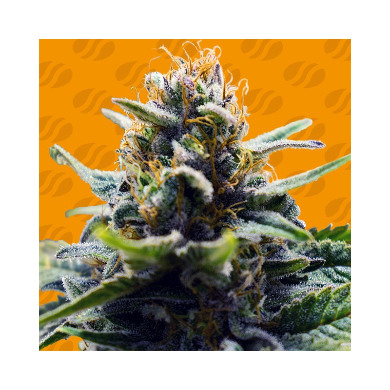 BLUE ZUSHI · Original Sensible Seeds · graines de cannabis · Fem