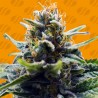 BLUE ZUSHI · Original Sensible Seeds · kaufen cannabis samen · Fem