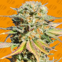 BRUCE BANNER 3 · Original...