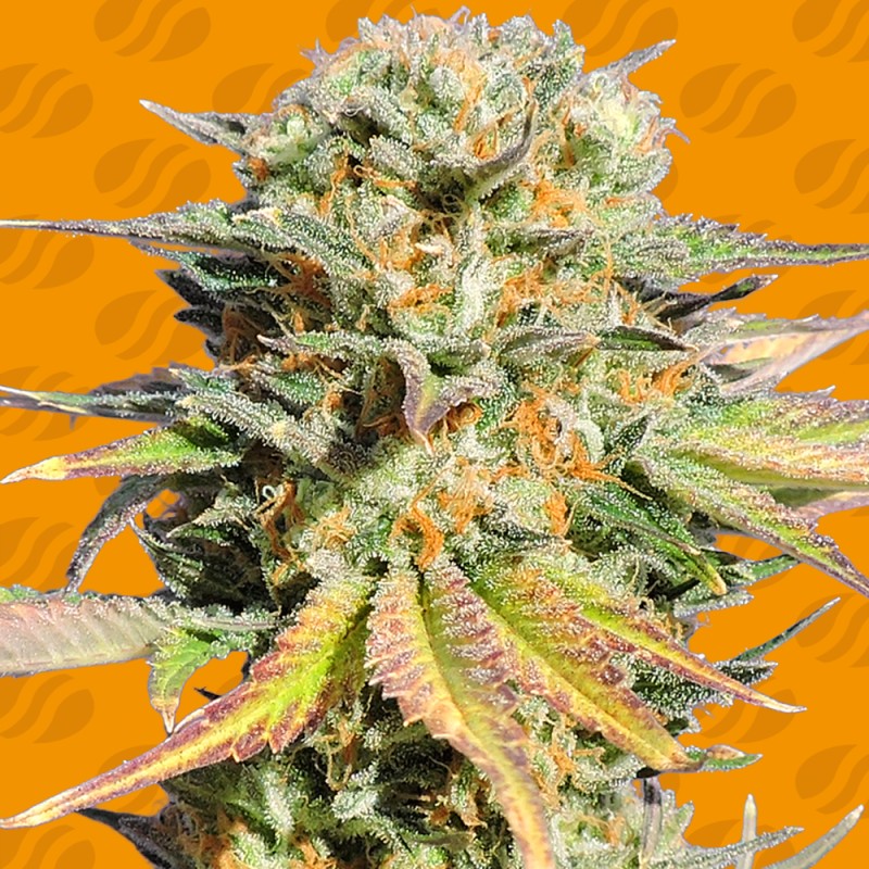 BRUCE BANNER 3 · Original Sensible Seeds · kenevir tohum · Disi · Fem