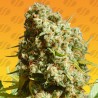 BRUCE BANNER 3 FAST · Original Sensible Seeds · semi di canapa · Fem