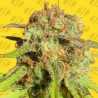 BRUCE BANNER 3 AUTO · Original Sensible Seeds · kaufen cannabis samen · AutoFem