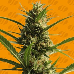 CANNABOOM CBD+ · Original Sensible Seeds · kaufen cannabis samen · Fem