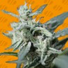 CANNAFUEL CBD+ · Original Sensible Seeds · sementes de maconha · Fem