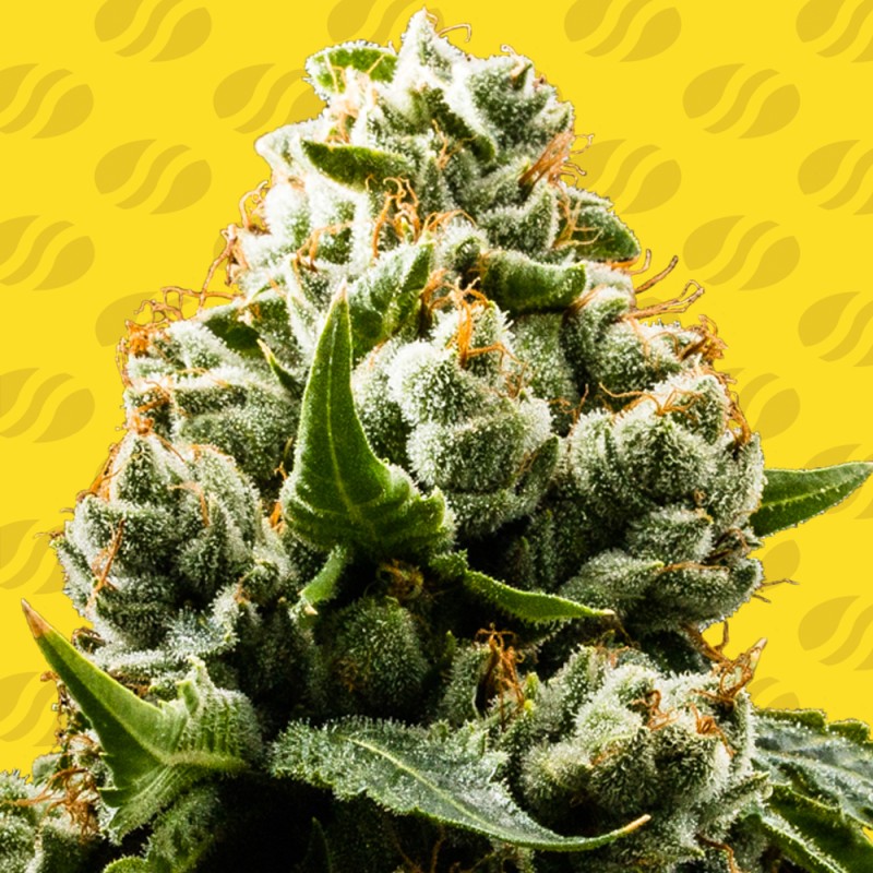 DO-SI-DOS AUTO · Original Sensible Seeds · kaufen cannabis samen · AutoFem