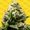 DO-SI-DOS AUTO · Original Sensible Seeds · kaufen cannabis samen · AutoFem