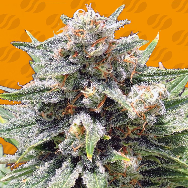 CHEESE XXL · Original Sensible Seeds · graines de cannabis · Fem