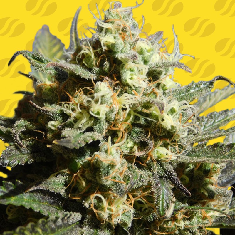 CHERRY ALIEN AUTO · Original Sensible Seeds · semi di canapa · AutoFem