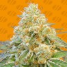 DO-SI-DOS OG · Original Sensible Seeds · graines de cannabis · Fem