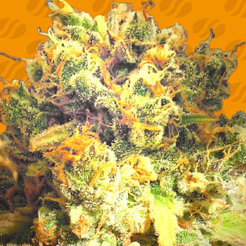 DR BRUCE BANNER CBD · Original Sensible Seeds · semillas de marihuana · Fem
