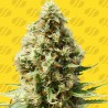 FROSTED GUAVA AUTO · Original Sensible Seeds · semi di canapa · AutoFem