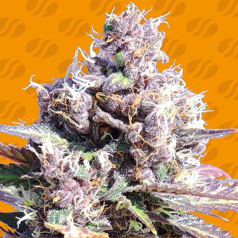 GELATO · Original Sensible Seeds · kenevir tohum · Disi · Fem