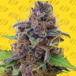 GELATO AUTO · Original...