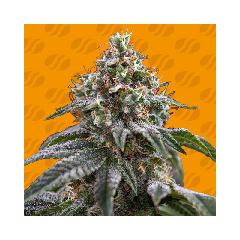 GHOST TRAIN POWER · Original Sensible Seeds · semi di canapa · Fem