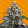 GHOST TRAIN POWER · Original Sensible Seeds · kaufen cannabis samen · Fem