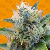 GIRL SCOUT COOKIES · Original Sensible Seeds · sementes de maconha · Fem