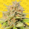 GIRL SCOUT COOKIES AUTO · Original Sensible Seeds · kenevir tohum · Disi · AutoFem