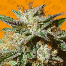 GORILLA COOKIES · Original Sensible Seeds · kaufen cannabis samen · Fem