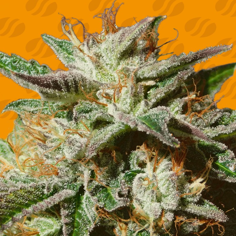 GORILLA COOKIES · Original Sensible Seeds · sementes de maconha · Fem