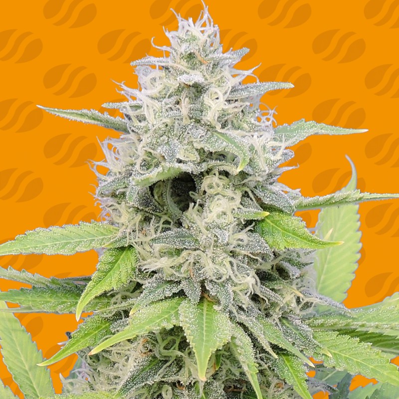 GORILLA Z · Original Sensible Seeds · semillas de marihuana · Fem