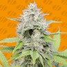GORILLA Z · Original Sensible Seeds · kaufen cannabis samen · Fem