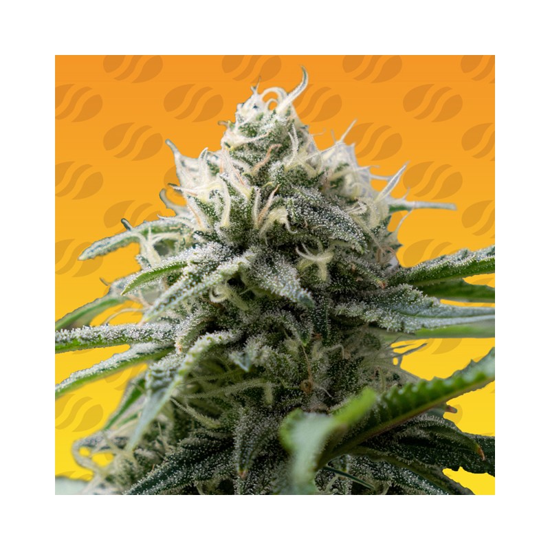 GORILLA Z FAST · Original Sensible Seeds · sementes de maconha · Fem