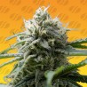 GORILLA Z FAST · Original Sensible Seeds · sementes de maconha · Fem