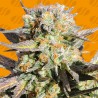 GRANDADDY BLACK · Original Sensible Seeds · kenevir tohum · Disi · Fem