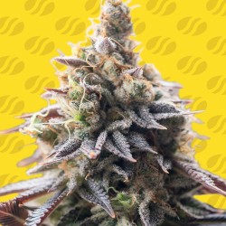 GRAPE SODA AUTO · Original...
