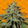 JEALOUSY · Original Sensible Seeds · kenevir tohum · Disi · Fem