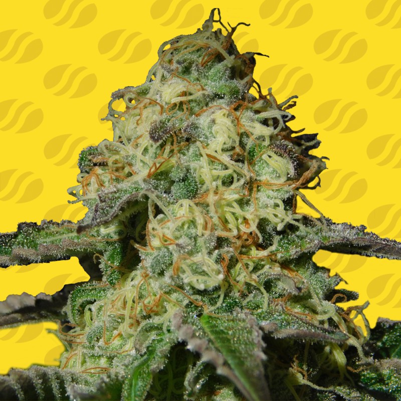 JEALOUSY AUTO · Original Sensible Seeds · kaufen cannabis samen · AutoFem