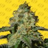 JEALOUSY AUTO · Original Sensible Seeds · kaufen cannabis samen · AutoFem