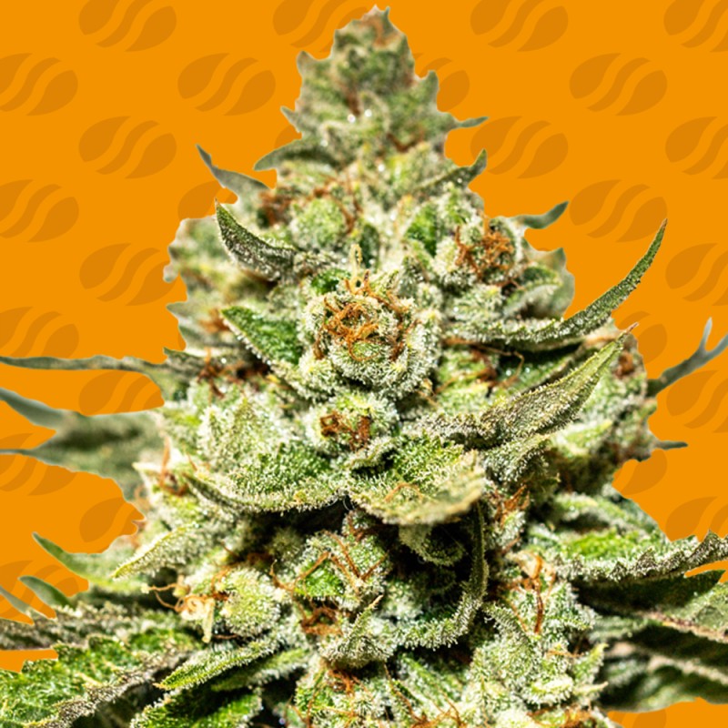 JUNGLE LAVA · Original Sensible Seeds · kaufen cannabis samen · Fem