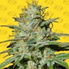 JUNGLE LAVA AUTO · Original Sensible Seeds · kaufen cannabis samen · AutoFem