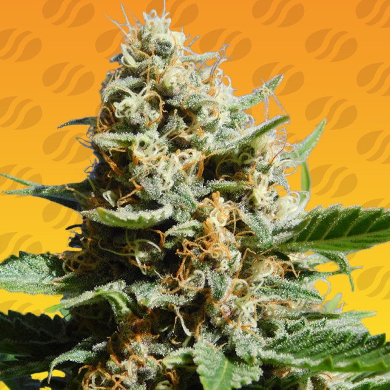 KUSH MINTZ FAST · Original Sensible Seeds · graines de cannabis · Fem