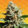 KUSH MINTZ FAST · Original Sensible Seeds · semi di canapa · Fem