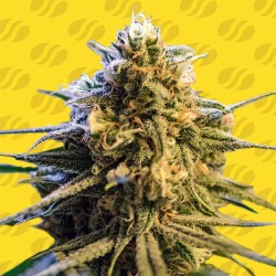 LEMON OASIS AUTO · Original...