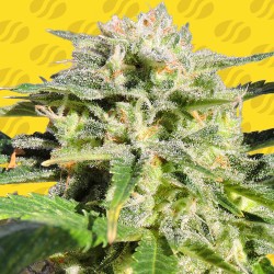 LEMONBERRY HAZE AUTO ·...