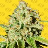 ORANGE DIESEL AUTO · Original Sensible Seeds · kaufen cannabis samen · AutoFem