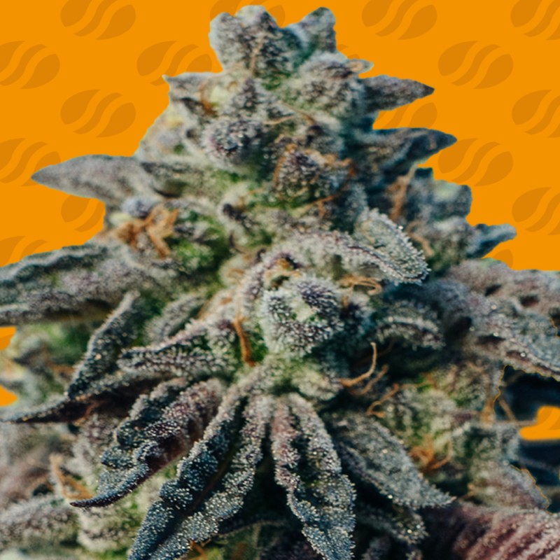 PEANUT BUTTER OGKB · Original Sensible Seeds · kenevir tohum · Disi · Fem